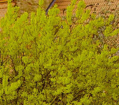 Forårstræ i blomst