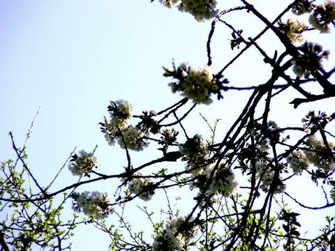 Kirsebærtræ i blomst