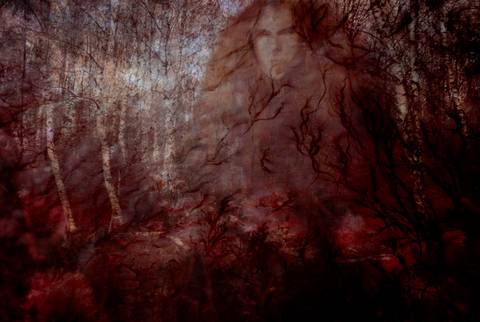Soul of the forest