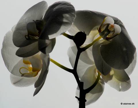 flower1