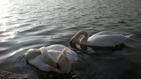 Pelicans
