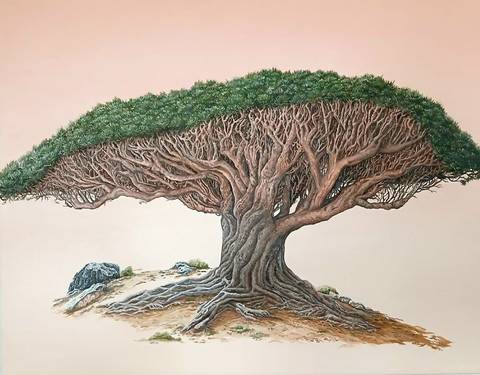 Drageblodstrae fra Socotra Island.
