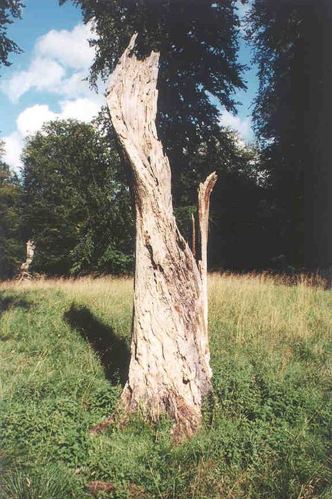Wood