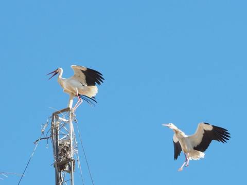 Storke i Marokko