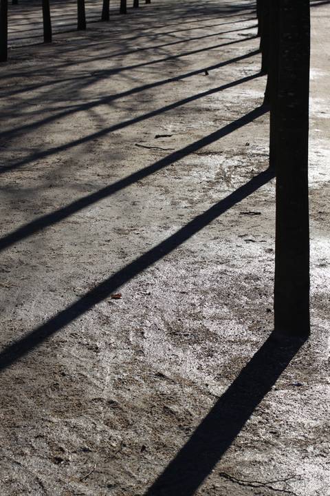 Shadows and trees
