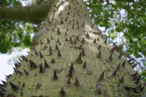 Spikes on tree