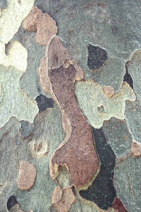 The colours of nature